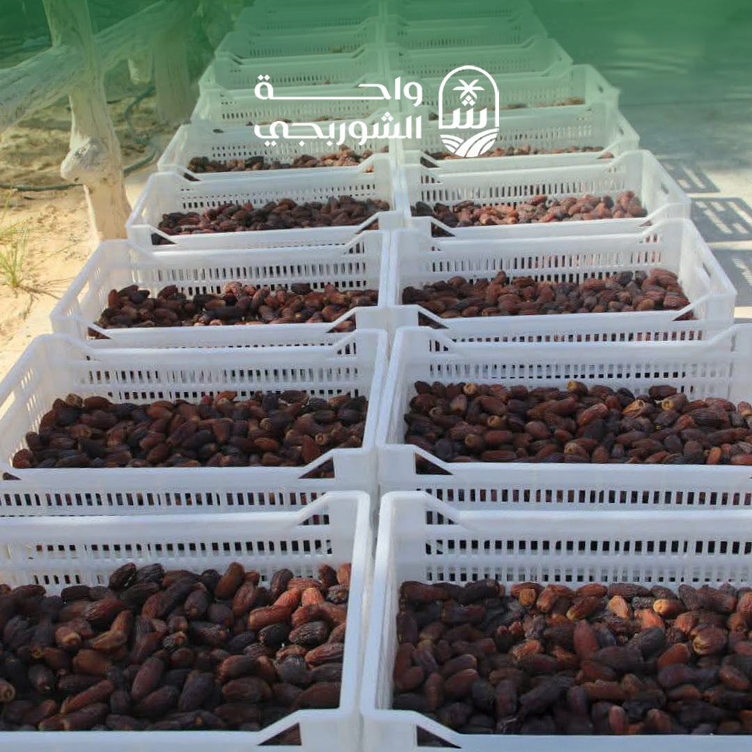 Productivity in ElShorbagy Farms