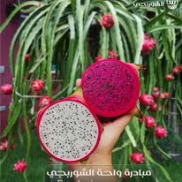 زيارة المستثمرين لمزارع الشوربجي